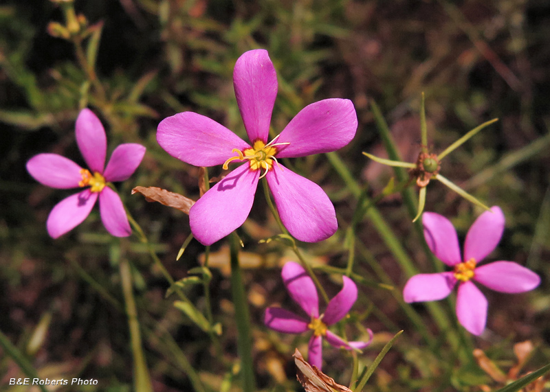 Sabatia-rose_color