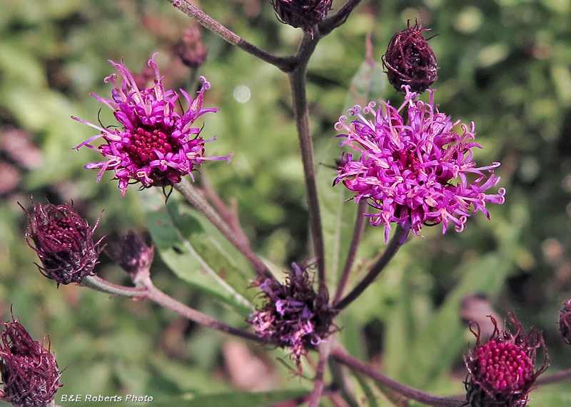 Ironweed