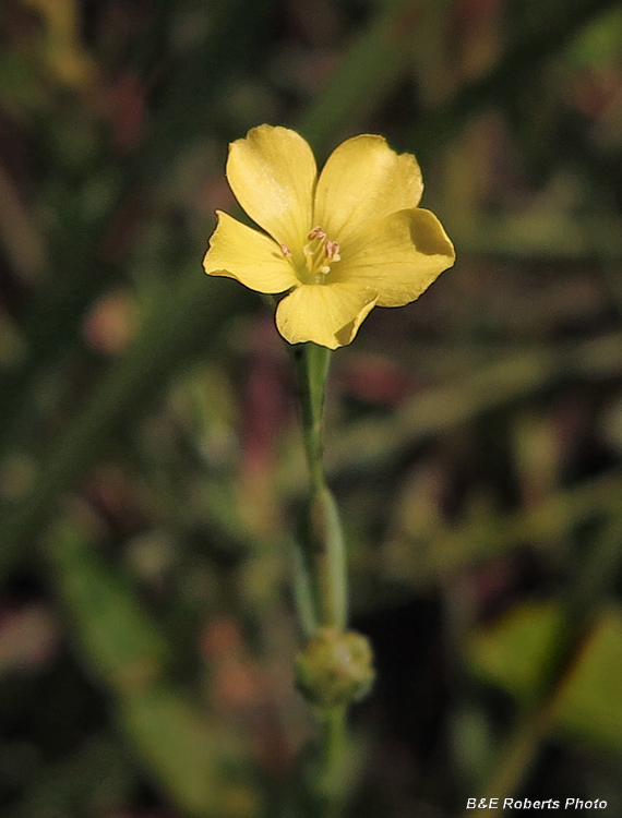 Woodland_Flax