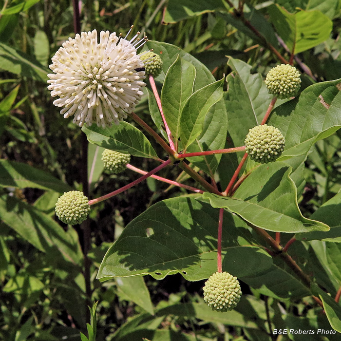 Buttonbush