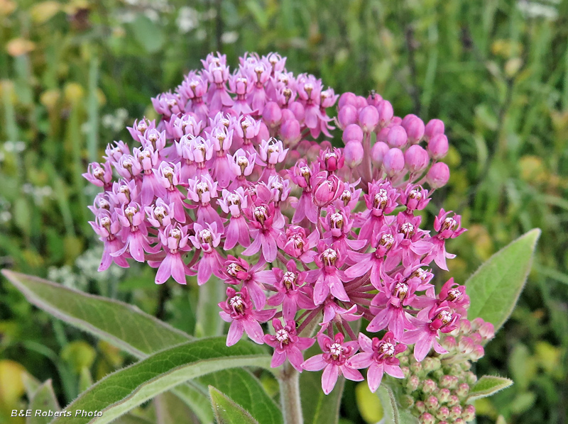 Asclepias_incarnata_pulchra