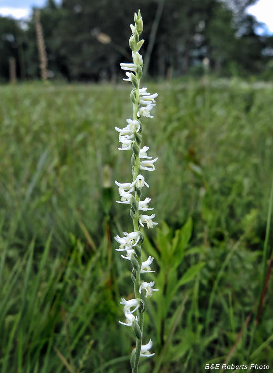 Spiranthes