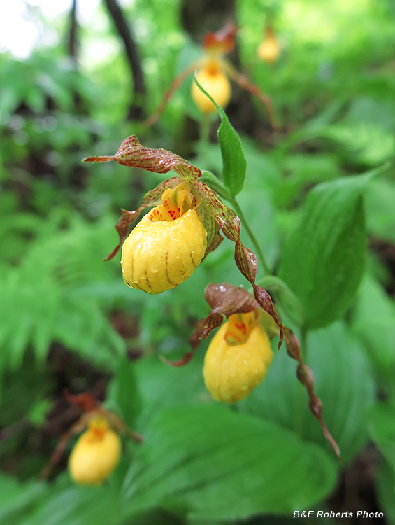 Yellow_Lady_Slippers