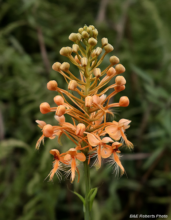 Platanthera_ciliaris