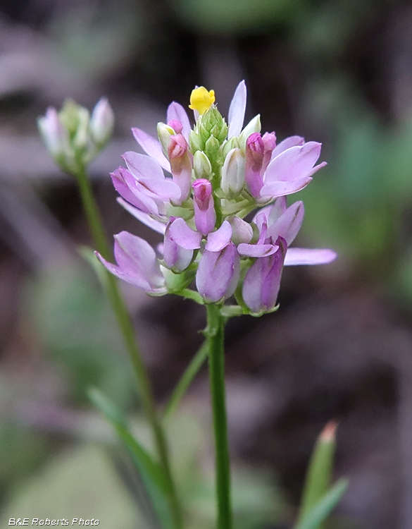 Polygala