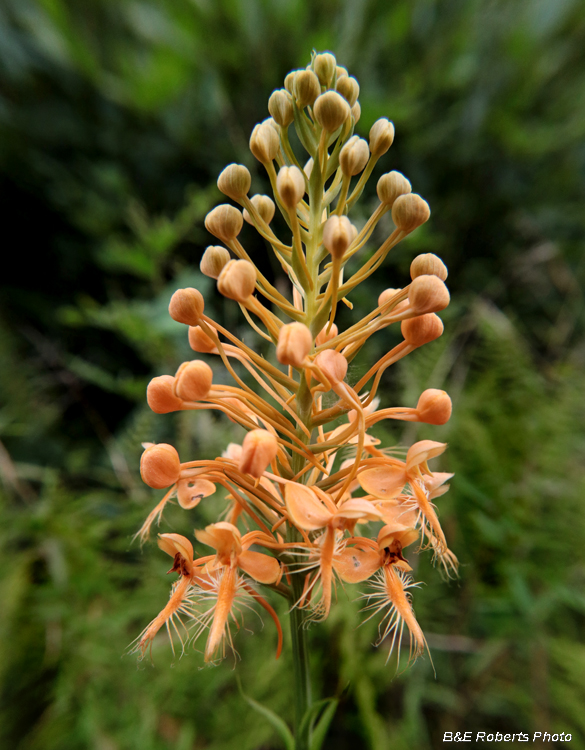 Platanthera_ciliaris