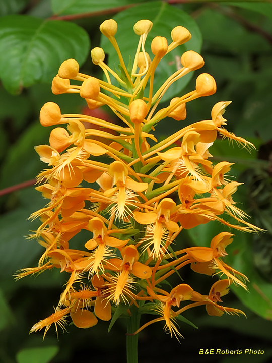 Platanthera_ciliaris