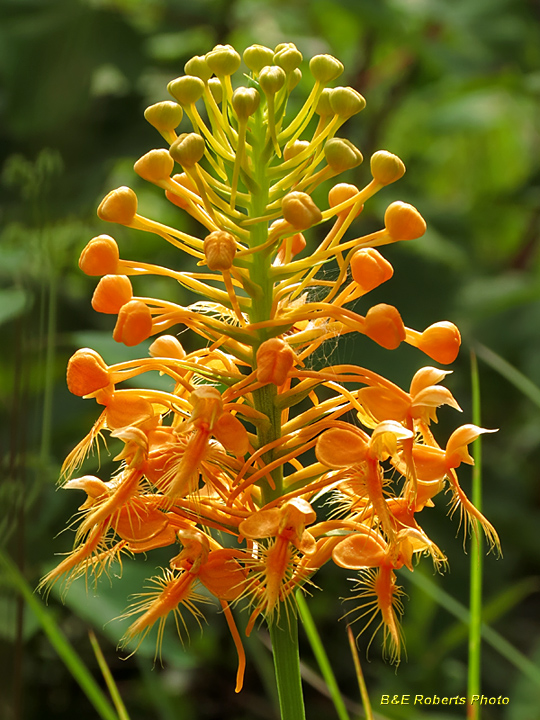 Platanthera_ciliaris