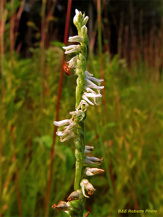 Spiranthes_lacera