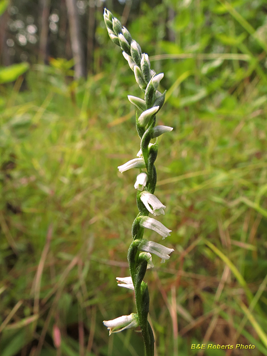 Spiranthes_lacera