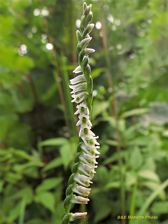 Spiranthes_lacera