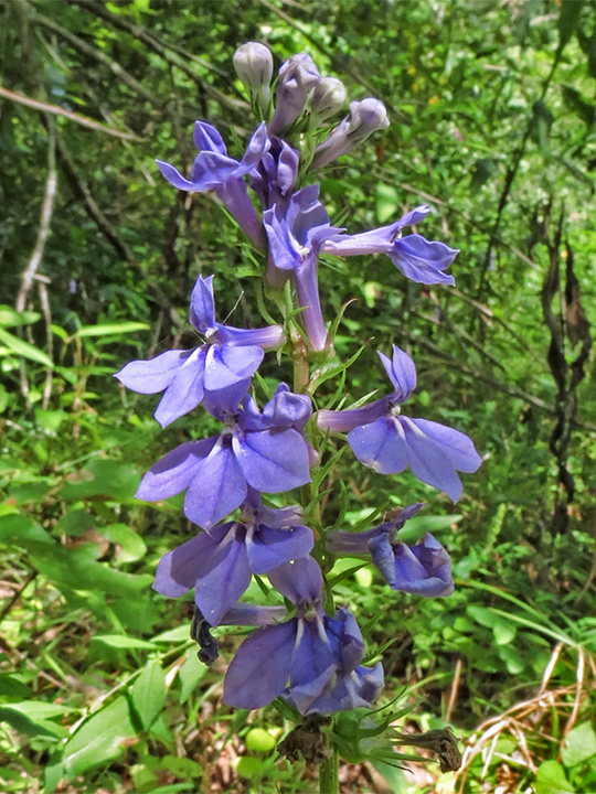 Lobelia