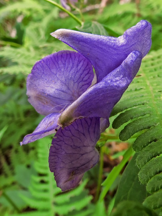 Monkshood