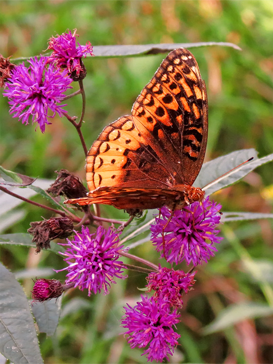 Great_Spangled_Fritillary-Ironweed