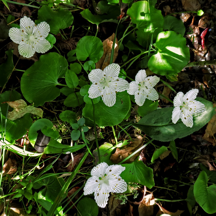 Parnassia_asarifolia