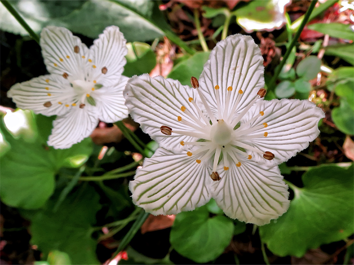 Parnassia_asarifolia