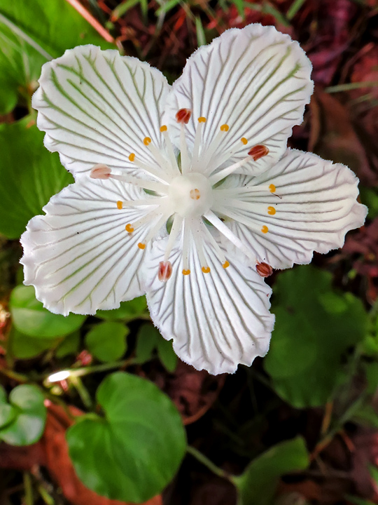 Parnassia_asarifolia