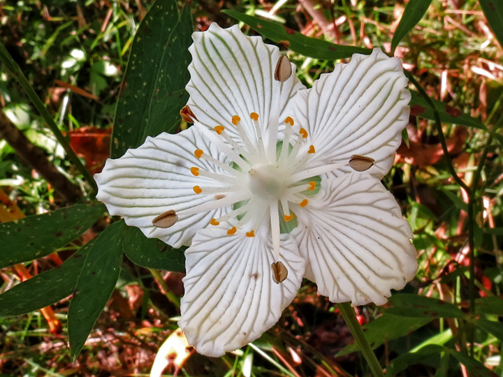 Parnassia_asarifolia