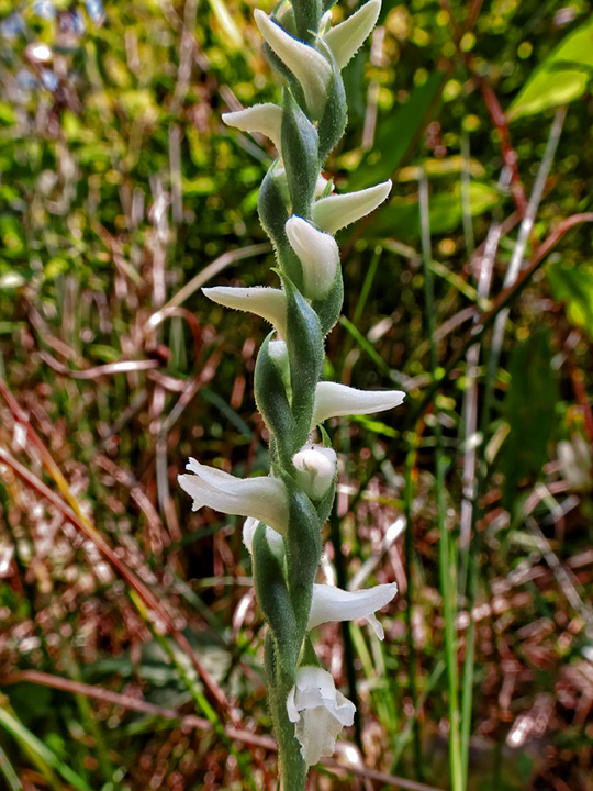 Ladies_Tresses