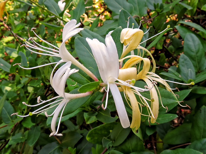 Honeysuckle