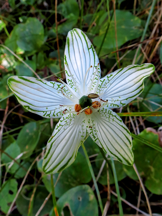 Parnassia_grandifolia