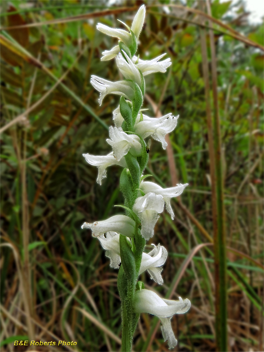 Nodding_Ladies_Tresses