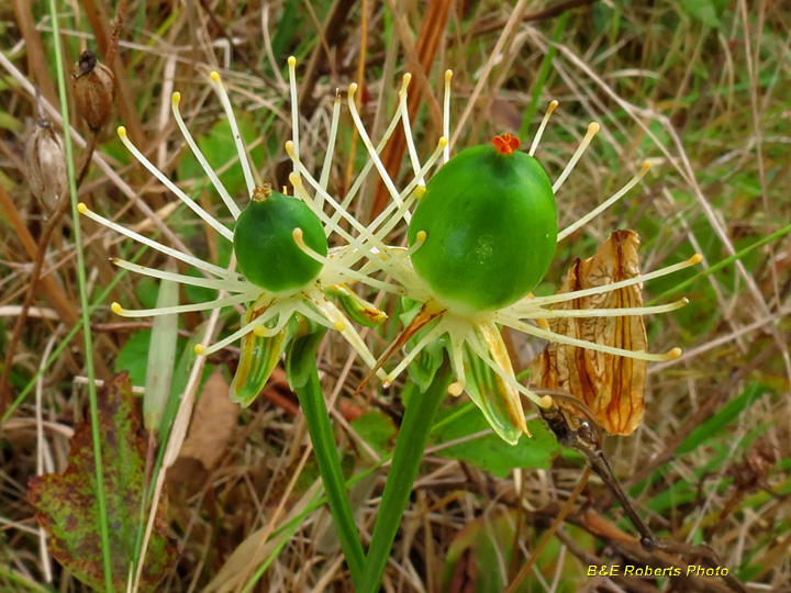 Parnassia_wo_petals