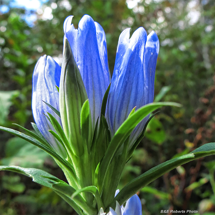 Gentians