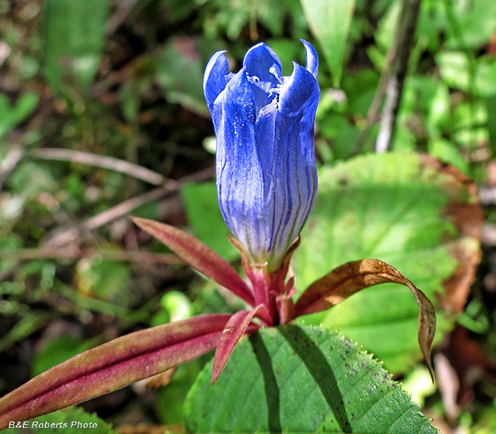 Gentian