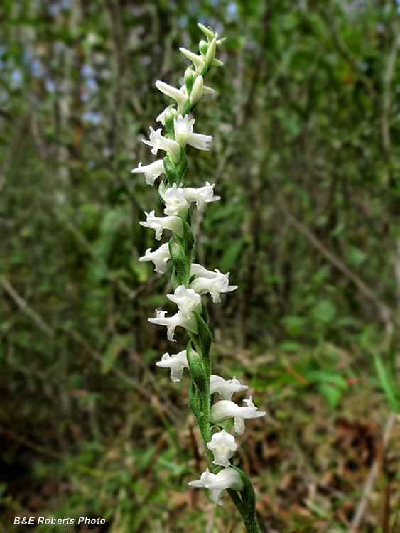 Spiranthes