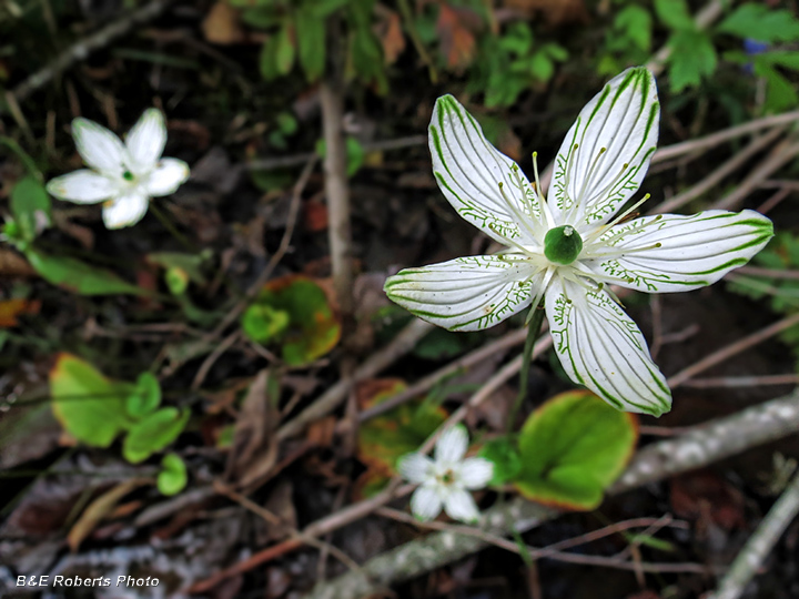 Parnassia_grandifolia