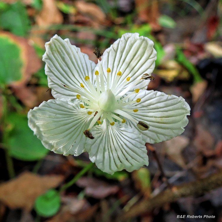 Parnassia_asarifolia