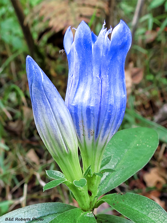 Gentians