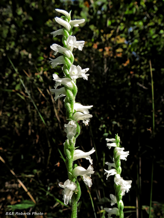 Spiranthes