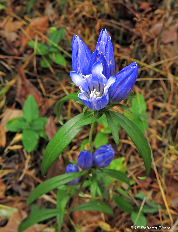 Gentians