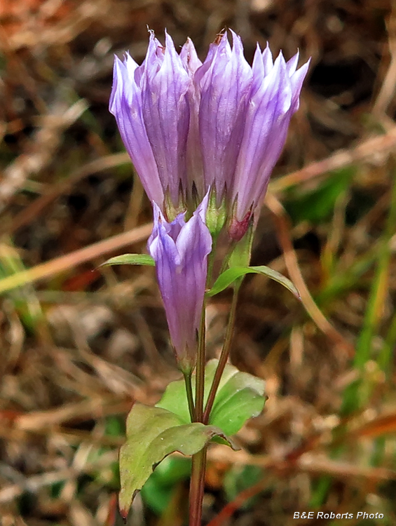 Stiff_Gentian