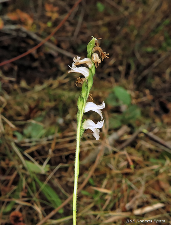 Spiranthes