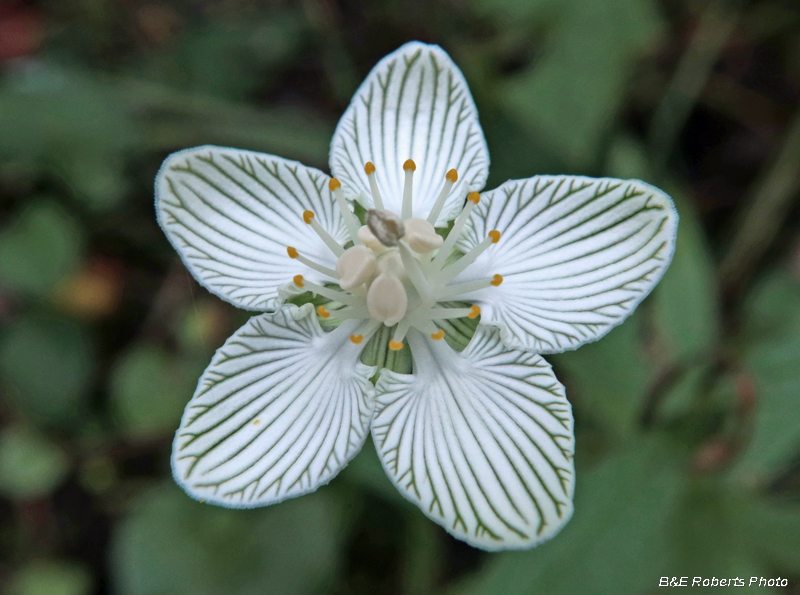 Parnassia_asarifolia