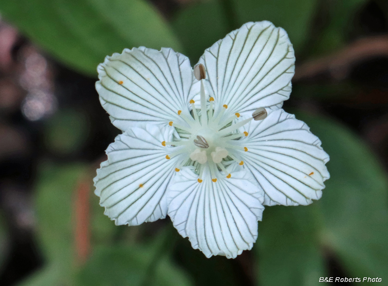 Parnassia_asarifolia