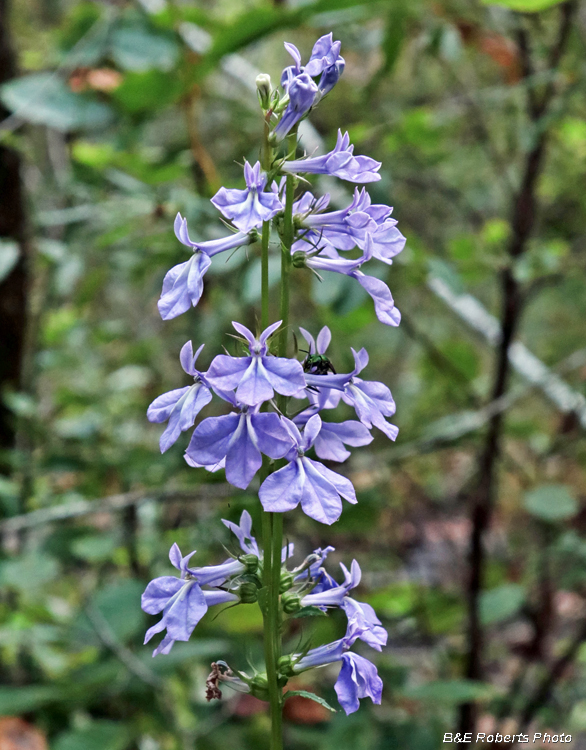 Lobelia_amoena