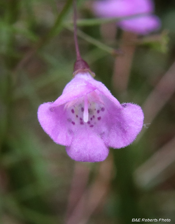 Agalinis_tenuifolia