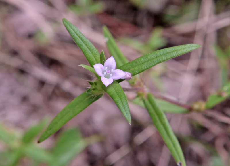 Rough_Buttonweed