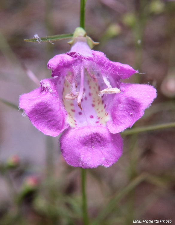 Agalinis_purpurea