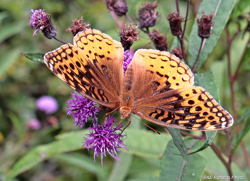 Great_Spangled_Fritillary