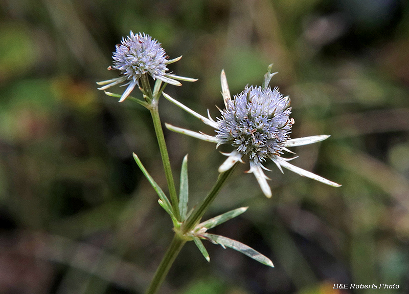 Blueflower_Eryngo