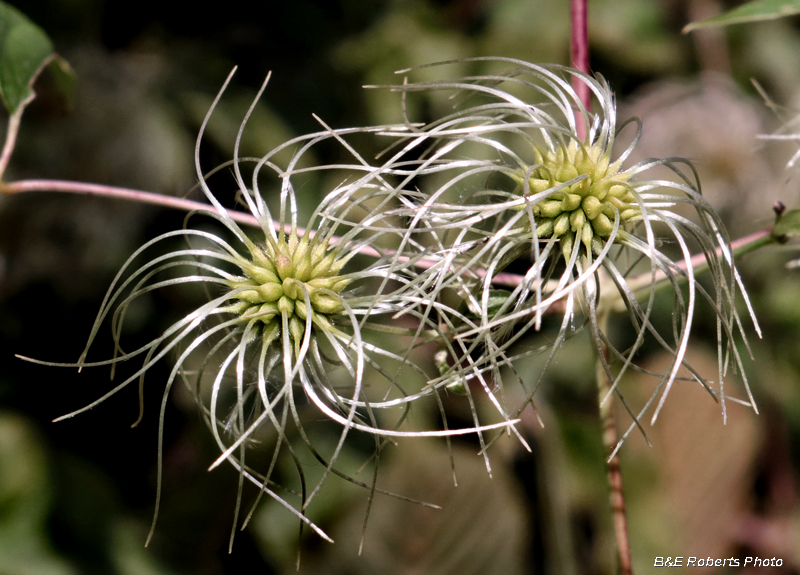 Clematis_viorna_seedhead