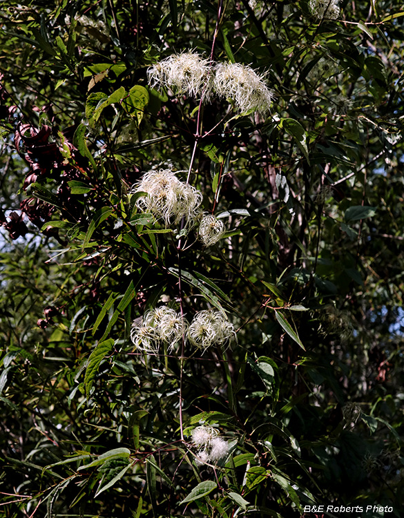 Clematis_viorna_seedhead