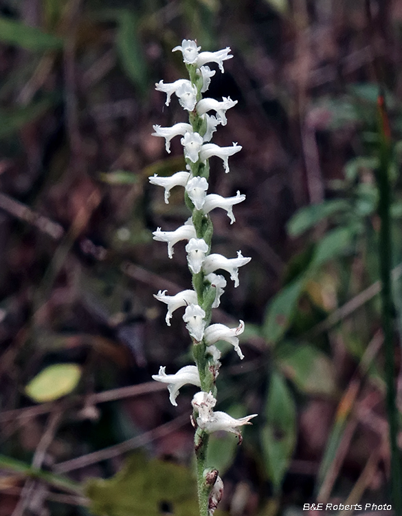 Spiranthes_cernua