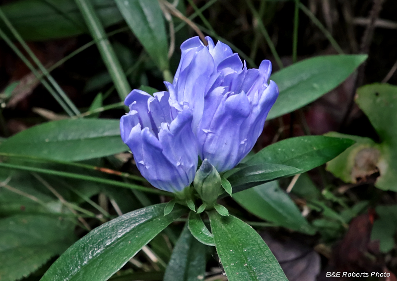 Gentiana_saponaria