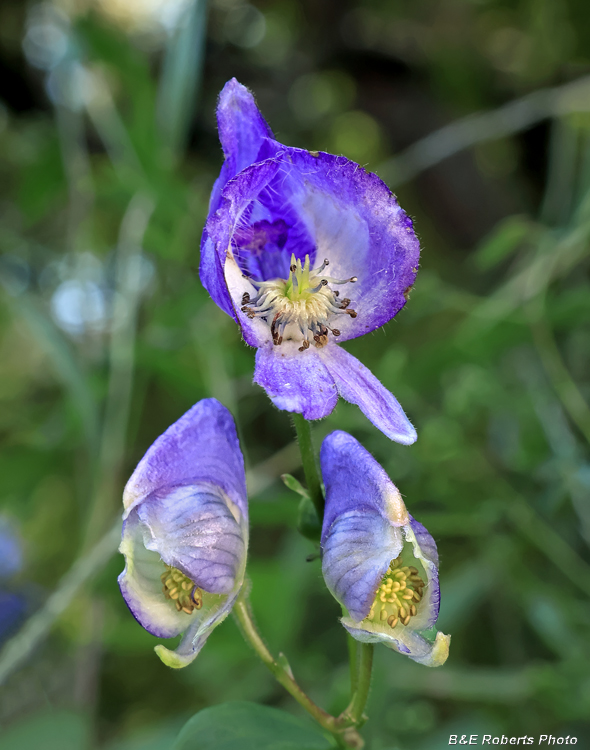 Monkshood